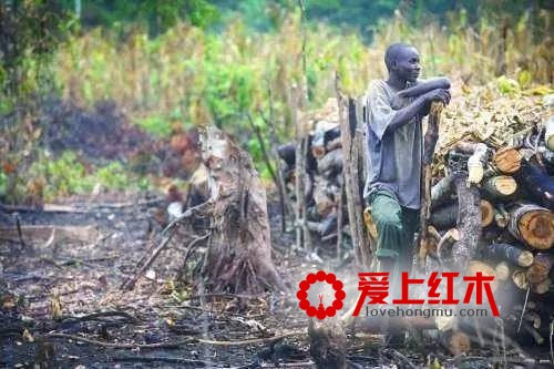 非洲木材将成为红木市场新的货源基地？-1