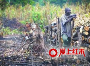 非洲木材将成为红木市场新的货源基地？
