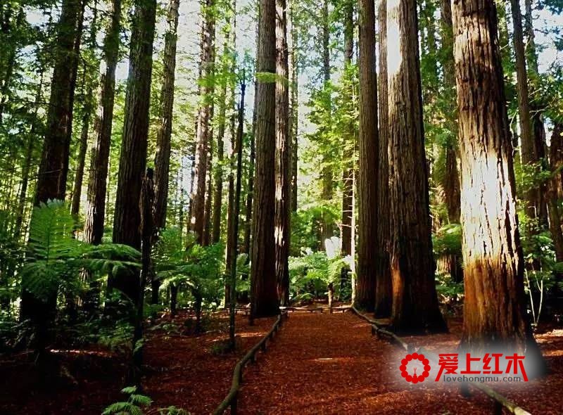 非洲木材将成为红木市场新的货源基地？-2