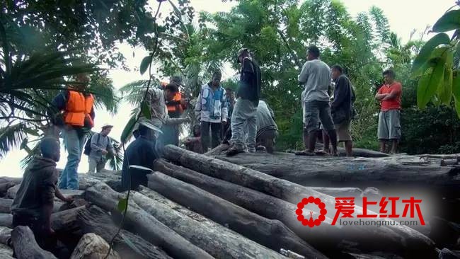 列入国际一级和二级濒危保护18种红木树种资料介绍