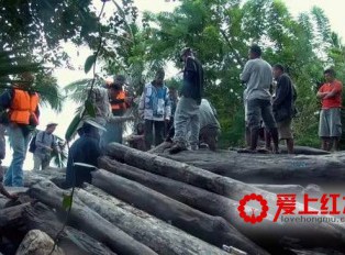 列入国际一级和二级濒危保护18种红木树种资料介绍