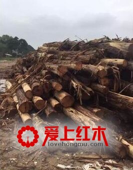 红木家具替代材大红檀、澳洲酸枝木成市场亮点-3