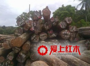 红木家具替代材大红檀、澳洲酸枝木成市场亮点