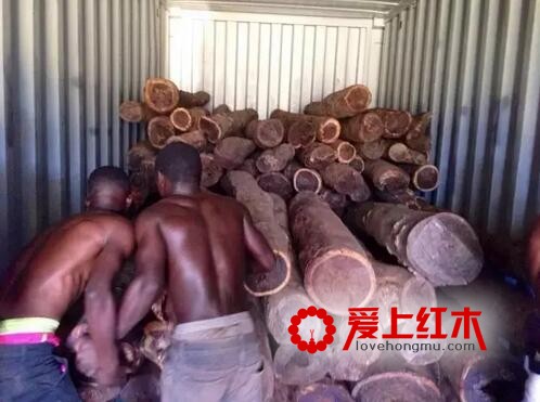 近4000柜的刺猬紫檀新货集中到港 红木市场价格变化情况介绍