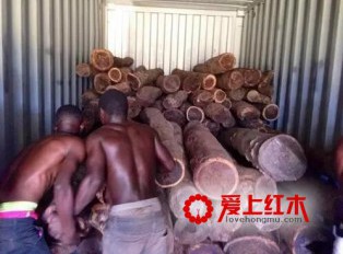 近4000柜的刺猬紫檀新货集中到港 红木市场价格变化情况介绍