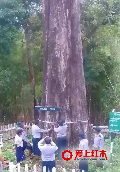 这段时间红木原材市场上发生的那些事大汇总-4