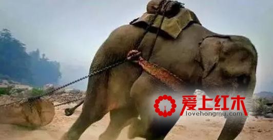 2017缅甸花梨木家具为何为涨价超50%？-3