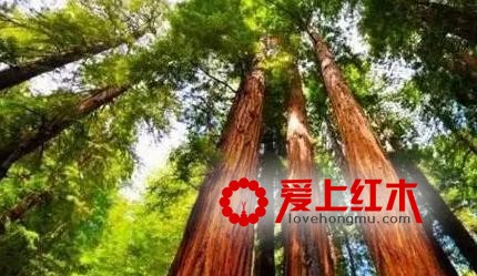 2017缅甸花梨木家具为何为涨价超50%？-1