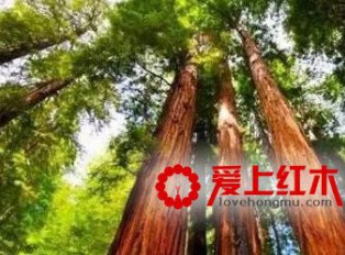 2017缅甸花梨木家具为何为涨价超50%？