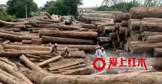 2017缅甸花梨木家具为何为涨价超50%？-4