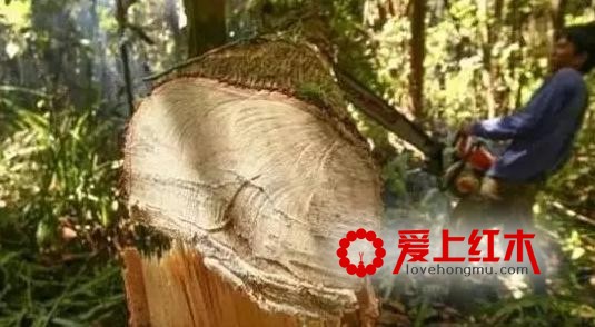 2017缅甸花梨木家具为何为涨价超50%？-2