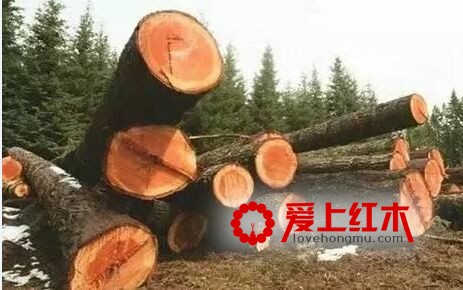 红木更换“朝代”，非洲红木展示新活力-2
