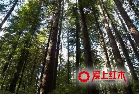 红木更换“朝代”，非洲红木展示新活力-3