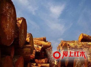 红木更换“朝代”，非洲红木展示新活力