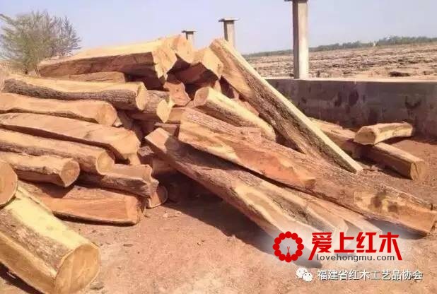 冈比亚政府将暂时解除木材出口禁令 旨在清空滞留刺猬紫檀
