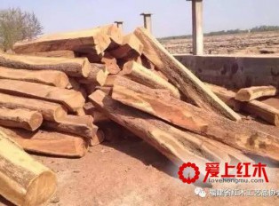 冈比亚政府将暂时解除木材出口禁令 旨在清空滞留刺猬紫檀