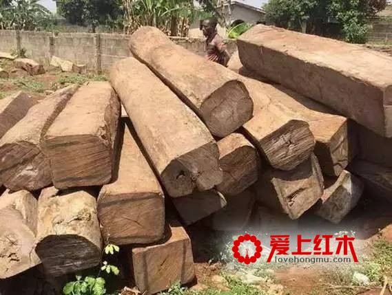 刺猬紫檀为何能占据红木家具市场半边天-3