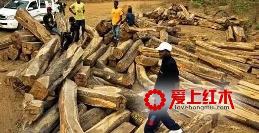 加纳将规范刺猬紫檀开发 严审采伐许可证