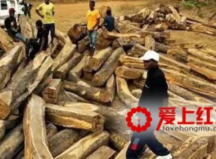 加纳将规范刺猬紫檀开发 严审采伐许可证