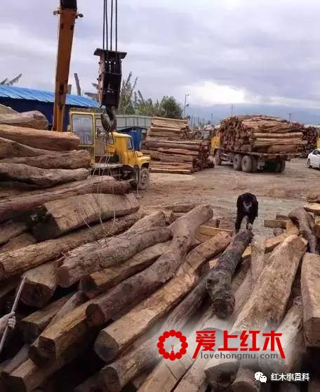 缅甸花梨将在8年内消失？8年后我们玩什么？-1