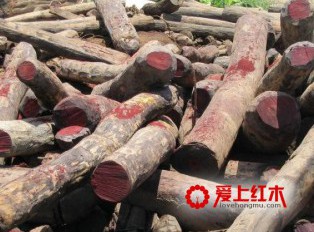 中国市场需求导致缅甸红木危机