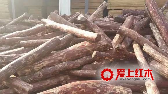 赞比亚紫檀究竟是什么木材？赞比亚紫檀的开发的潜力