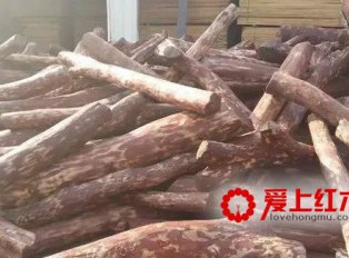 赞比亚紫檀究竟是什么木材？赞比亚紫檀的开发的潜力