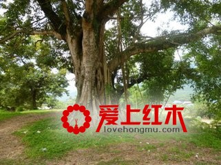 缅甸停止木材出口 我国红木业将面临巨大挑战
