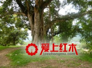 缅甸停止木材出口 我国红木业将面临巨大挑战