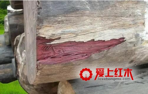 大叶紫檀是什么？ 大叶紫檀基本资料介绍-2
