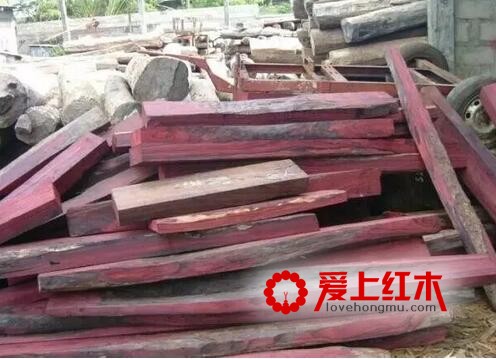 大叶紫檀是什么？ 大叶紫檀基本资料介绍-3