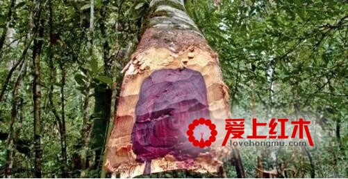 大叶紫檀是什么？ 大叶紫檀基本资料介绍-1