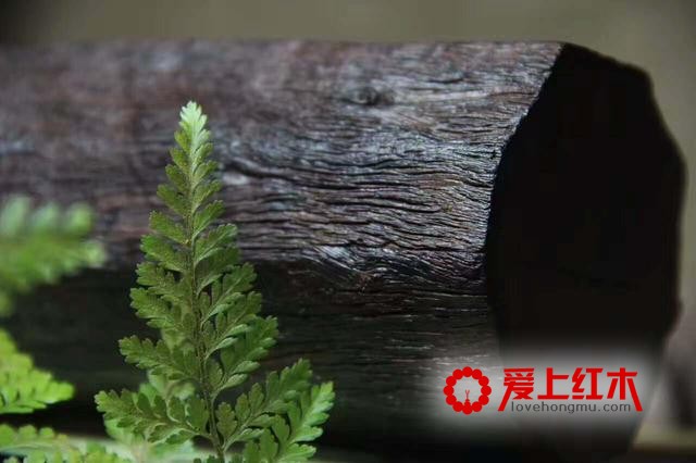 什么是小叶紫檀老料？数年轮靠谱吗？-1