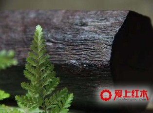 什么是小叶紫檀老料？数年轮靠谱吗？