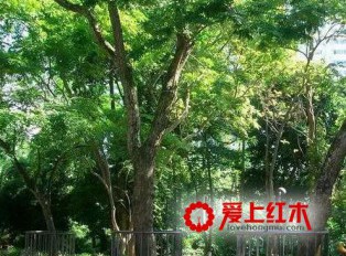 海南黄花梨、油梨、糠梨三者的区别是什么