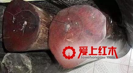 你知道红木成材需要多久么？来看看吧-2
