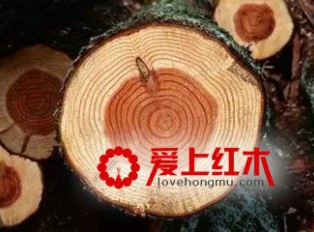 你知道红木成材需要多久么？来看看吧