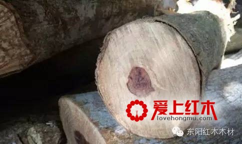 红木爱好者入门须知 红木材质基本知识-1