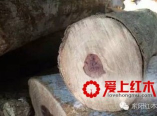 红木爱好者入门须知 红木材质基本知识