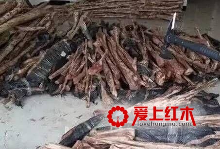 藤香木，席卷市场的假海黄，大家要警惕了！-1