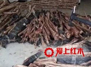 藤香木，席卷市场的假海黄，大家要警惕了！
