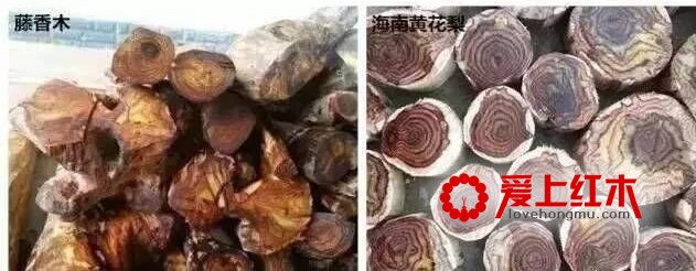 藤香木，席卷市场的假海黄，大家要警惕了！-6