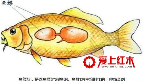 古典红木家具用什么胶水粘合？解析鱼鳔胶的制作过程-1