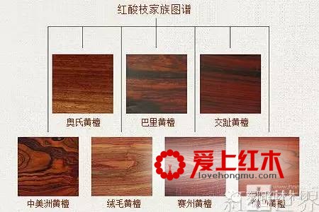 红酸枝木7大树种特征资料介绍及鉴定方法-1