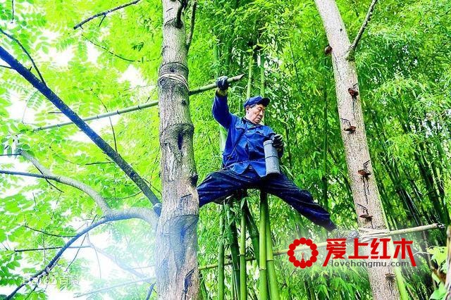 红木家具油漆大科普！（纯干货）-3