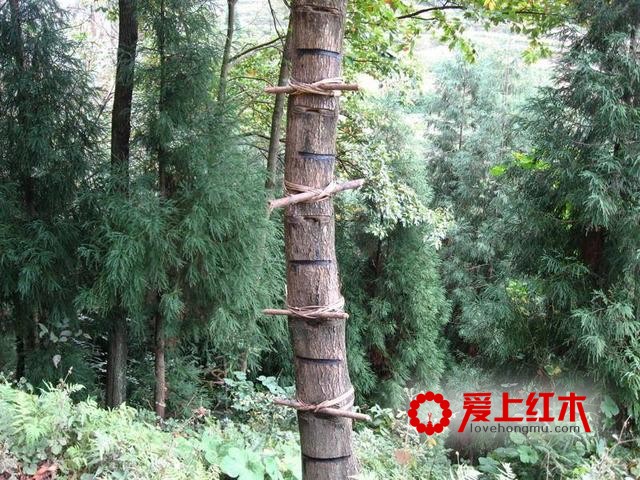红木家具油漆大科普！（纯干货）-6