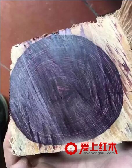 海南黄花梨又出孪生兄弟“紫花梨”-3