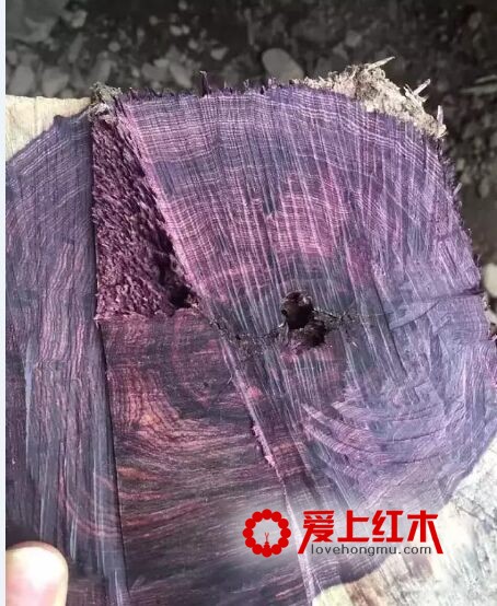 海南黄花梨又出孪生兄弟“紫花梨”-6