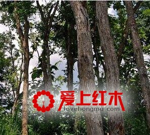 浅析阔叶黄檀家具-2