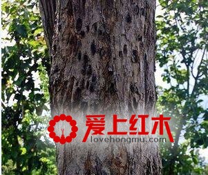 浅析阔叶黄檀家具-3
